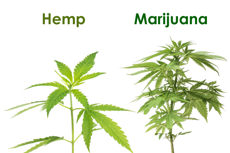Echter Unterschied zwischen Hanf und Marihuana. CBD Cannabidiol hilft auf natürliche Weise